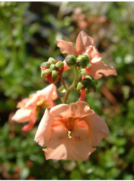 Diascia barbarae 'Blackthorn Apricot'