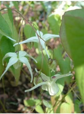 Epimedium grandiflorum subsp. koreanum