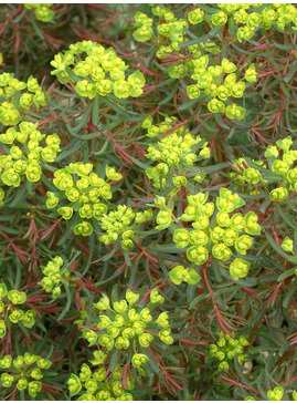 Euphorbia cyparissias 'Fens Ruby' 
