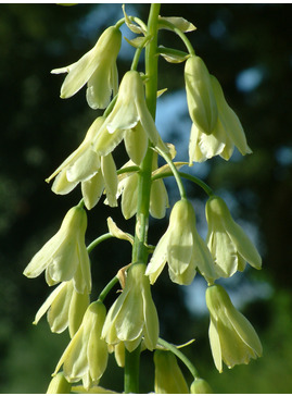 Galtonia viridiflora