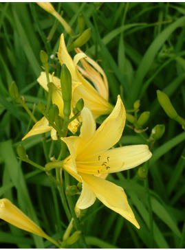 Hemerocallis thunbergii - The Beth Chatto Gardens