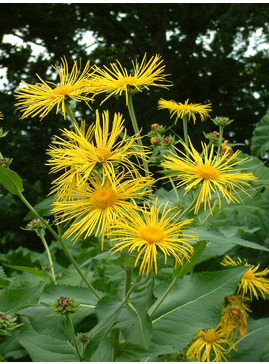 Inula magnifica