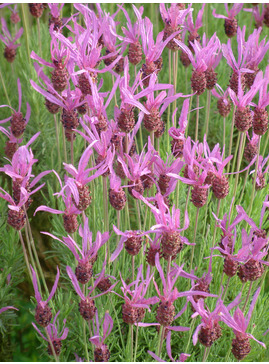 Lavandula pedunculata subsp. pedunculata