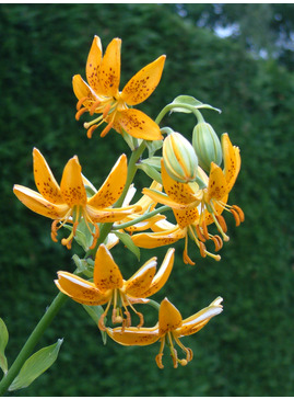Lilium hansonii