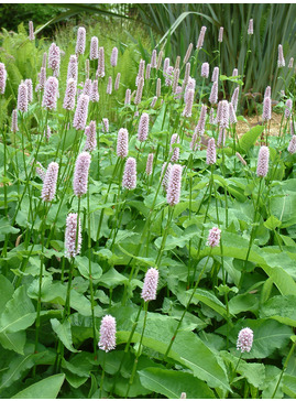 Persicaria (syn. Polygonum) - The Beth Chatto Gardens