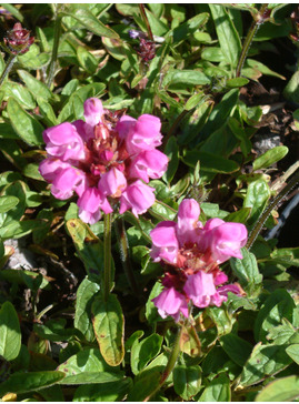 Prunella grandiflora