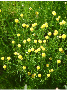 Santolina rosmarinifolia subsp. rosmarinifolia