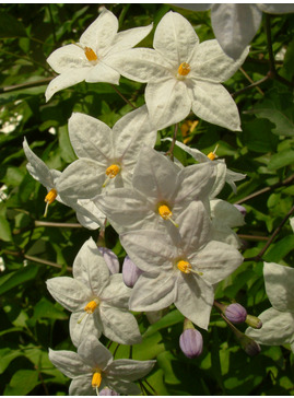Solanum laxum 'Crech ar Pape'