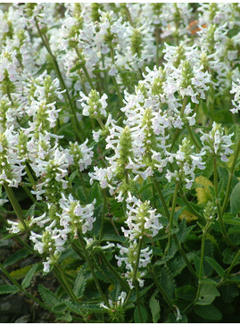 Betonica macrantha 'Alba'  