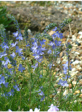 Veronica austriaca 'Ionian Skies'