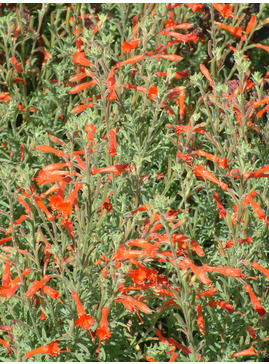 Name > E - H > Epilobium - Beth Chatto's Plants & Gardens