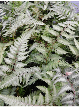 Athyrium niponicum var. pictum