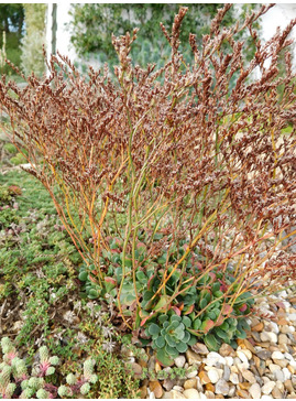 Limonium bellidifolium