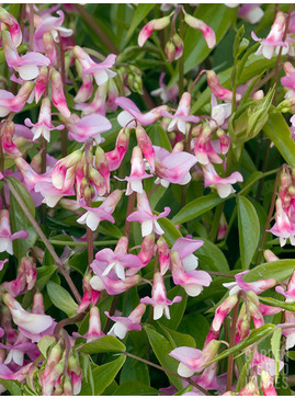 Lathyrus vernus 'Rosenelfe'