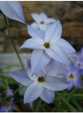 Ipheion uniflorum 'Wisley Blue'