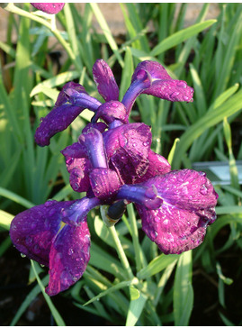 Iris ensata 'Variegata'
