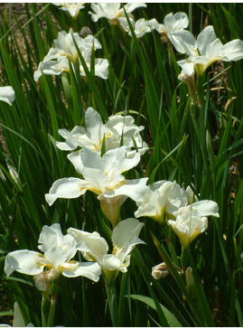 Iris 'White Swirl' (Sib)