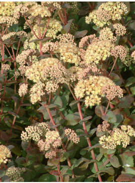 Hylotelephium telephium subsp. ruprechtii