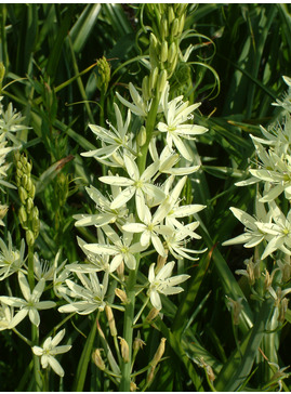 Camassia leichtlinii 'Alba' (DB)