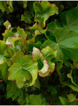 Hedera helix 'Melanie'