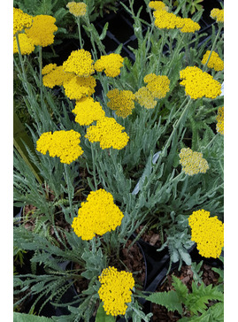 A - B > Achillea - Border forms - The Beth Chatto Gardens