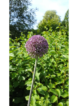 A - B > Allium - The Beth Chatto Gardens