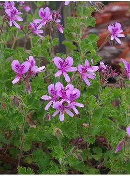 Pelargonium 'Queen of the Lemons'
