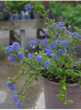 Ceanothus 'Blue Mound'