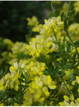 Coronilla valentina subsp. glauca 'Citrina'