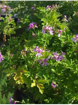 Pelargonium 'Graveolens'
