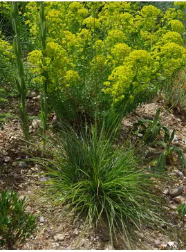 Chrysopogon gryllus