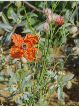 Papaver triniifolium