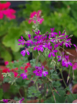 Pelargonium 'Deerwood Lavender Lad'