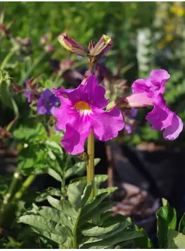 Incarvillea delavayi