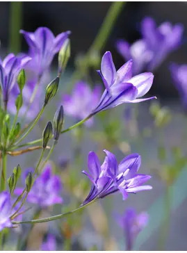 Triteleia laxa