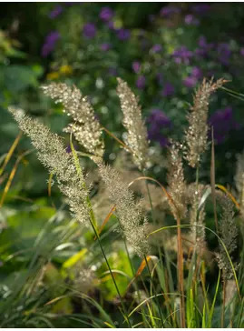Calamagrostis brachytricha