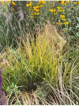 Carex testacea
