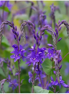 Veronica perfoliata