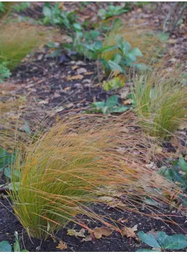 Carex testacea