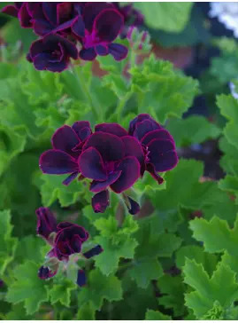 Pelargonium 'Lord Bute'