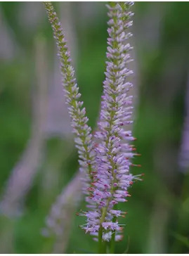 Veronicastrum virginicum 'Lavendelturm'
