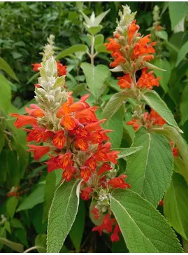 Colquhounia coccinea