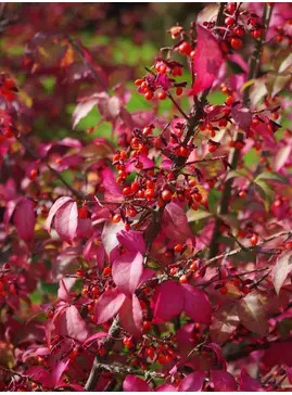 Euonymus alatus