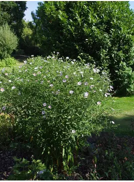 Symphyotrichum puniceum