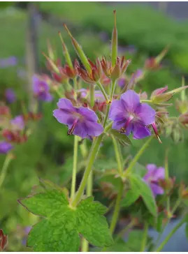 Geranium platyanthum