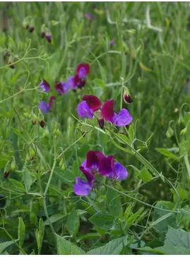 Lathyrus odoratus 'Cedric Morris'