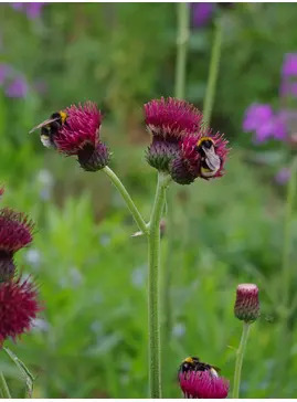 Cirsium rivulare 'Atropurpureum'