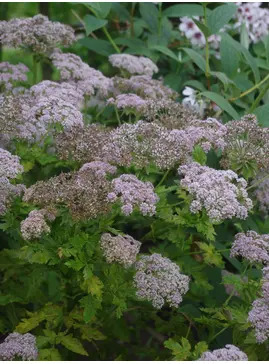 Melanoselinum decipiens