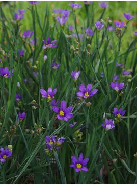 Sisyrinchium idahoense var. macounii 'Moody Blues' 