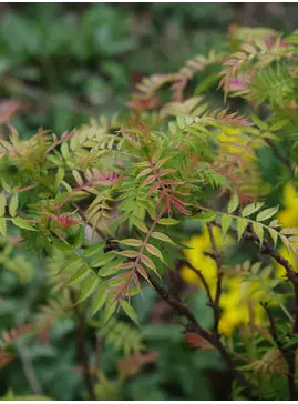 Sorbaria sorbifolia 'Sem'